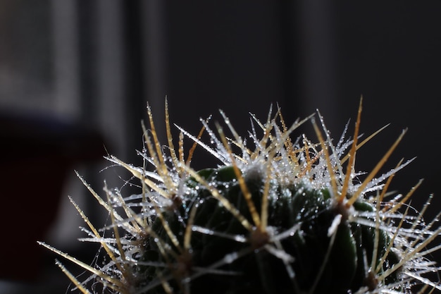 Espinas de cactus a la luz