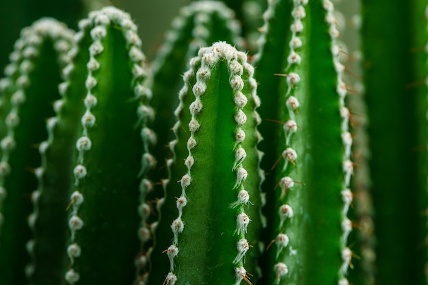 espinas de cactus macro, fondo de textura de espinas. cactus espina, primer plano