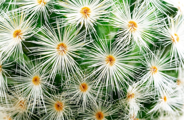 espinas de cactus macro, fondo de textura de espinas. cactus espina, primer plano