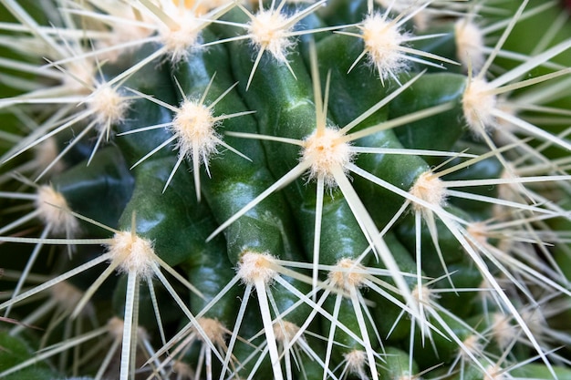 Espinas de cactus. Macro. gran planta espinosa