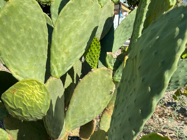 Las espinas cierran cactus con fondo de naturaleza de textura de espinas