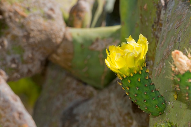 Espinas y flores de cactus verde