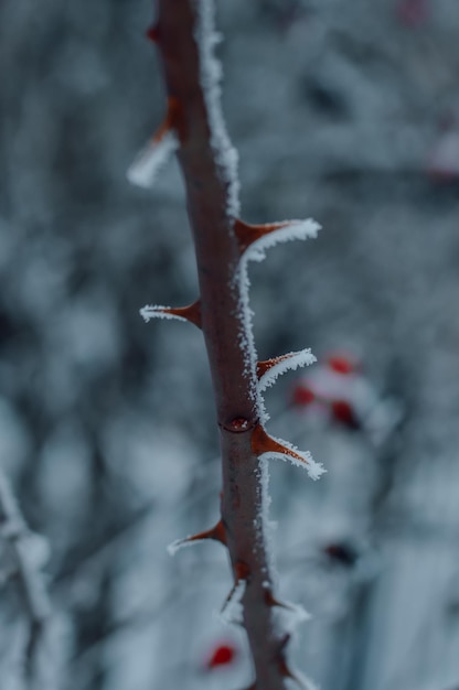 espinas de invierno