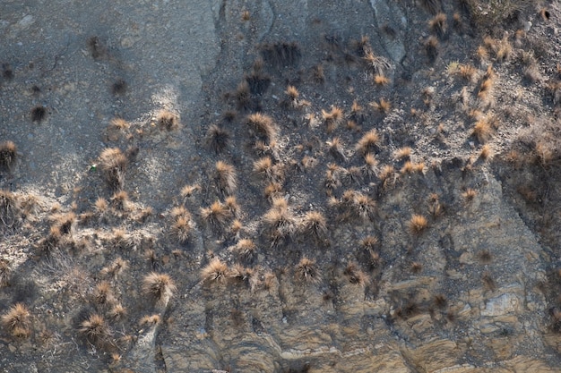 espinas en la pared de la montaña