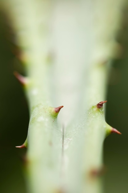 Espinas de planta suculenta