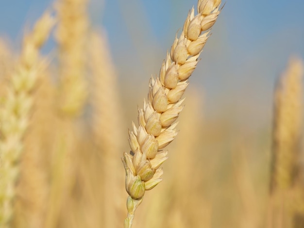 espinha de trigo no campo