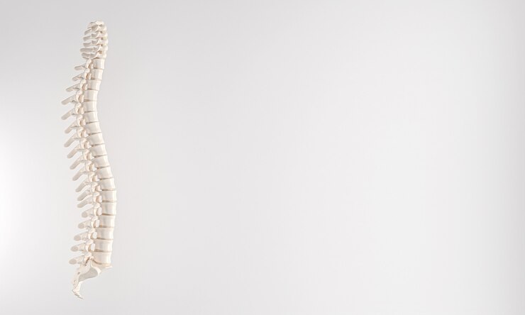 Foto espinha dorsal em fundo branco. 3d render