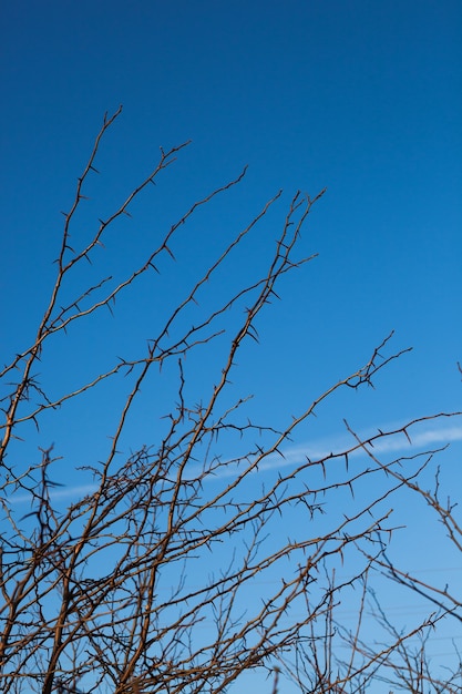 Espinhas de acácia no fundo do céu