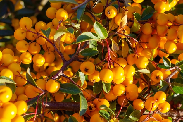 Espinheiro cerval do mar do viburnum das cinzas da montanha das bagas amarelas