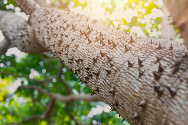 Espinho, árvore, de, bombax, ceiba, closeup, afiado, espinho, em, árvore, bask, em, natureza, planta