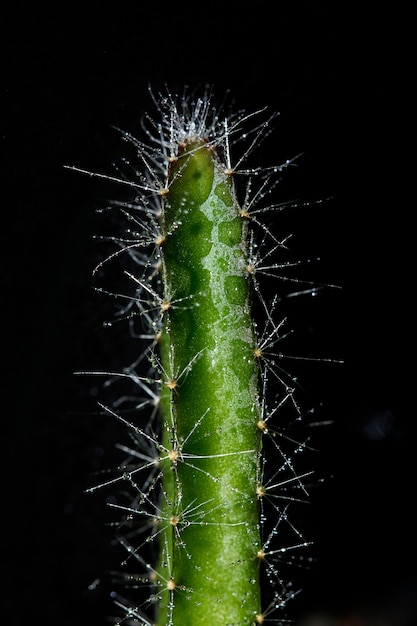 Foto espinhos afiados de um cacto