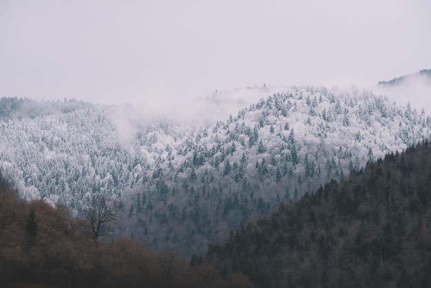 Espinhos brancos cobertos de neve no inverno