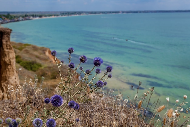 Espinhos de azuis no fundo do mar azul-turquesa. céu azul e água turquesa.