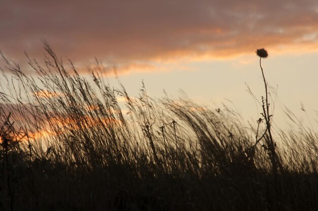 Espinhos e plantas ao pôr do sol