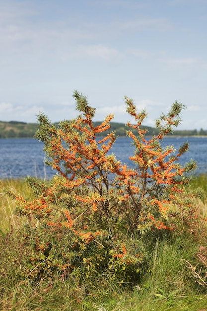 Espino amarillo (Hippophae Phamnoides), Isla Ruegen, Alemania