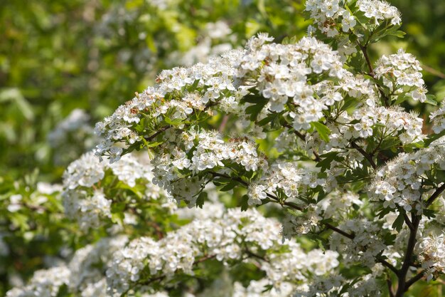 El espino Crataegus monogyna