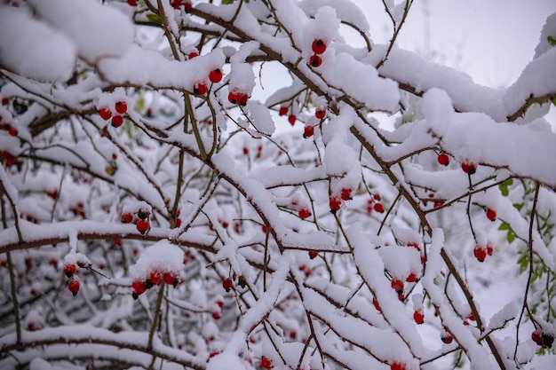 Foto espino con frutos con nieve adherida