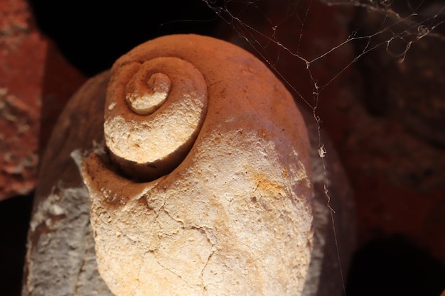 Foto espiral da natureza fóssil de caracol