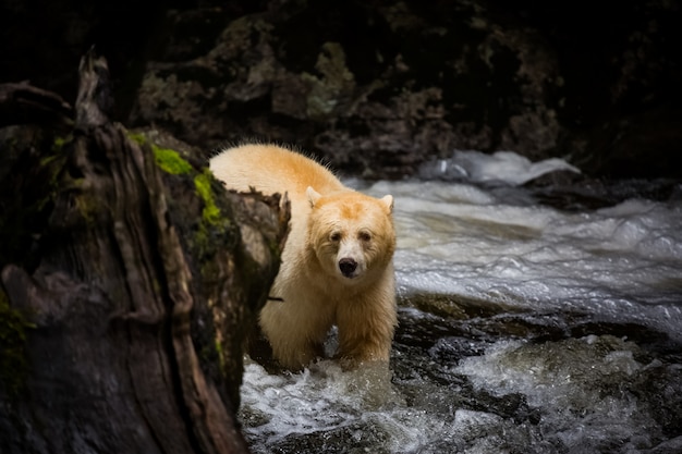 Espíritu oso en el río