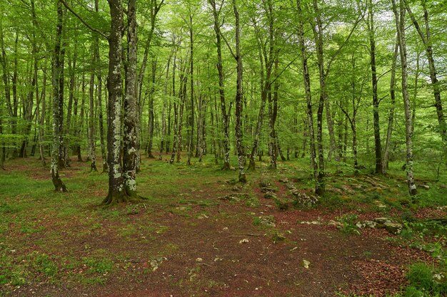 Esplanada en el bosque