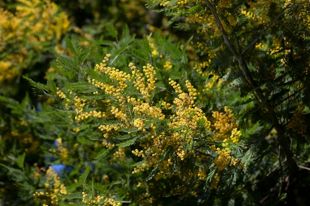 espléndida mimosa amarilla en un árbol de cerca enfoque selectivo fondo de flores de primavera de flores blancas de acacia