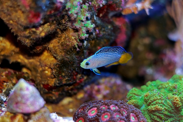 Espléndido Dottyback - (Manonichthys splendens)