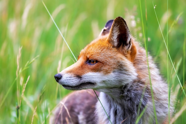 Foto un espléndido espécimen de zorro rojo fotografiado en primer plano contra el telón de fondo de la floración