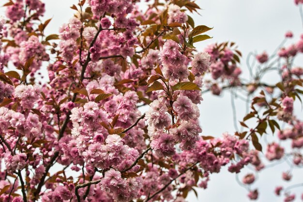 Foto esplendor da flor da primavera