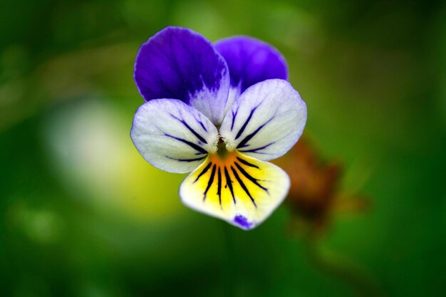 Foto el esplendor efímero de una flor en plena floración