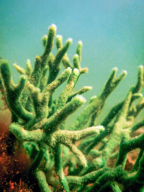 Foto esponja de agua dulce spongilla lacustris spongillidae agua dulce bajo el agua