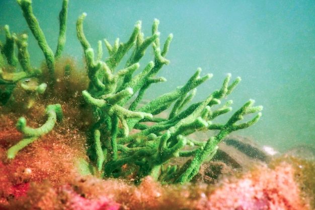 Esponja de água doce (Spongilla lacustris) Spongillidae de água doce subaquática