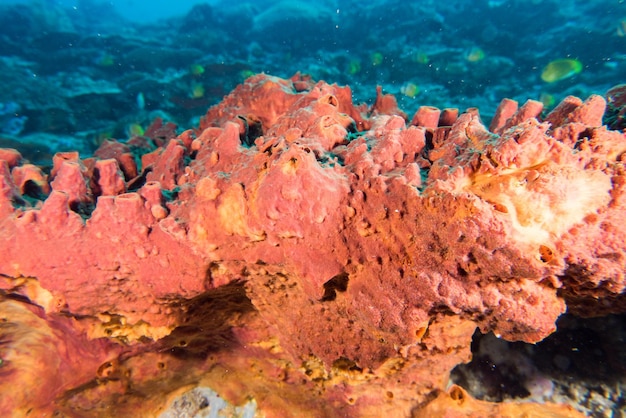 Foto esponja gigante no fundo azul enquanto adivinhava a indonésia