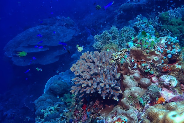 esponja subaquática vida marinha / recife de coral cena subaquática paisagem abstrata do oceano com esponja