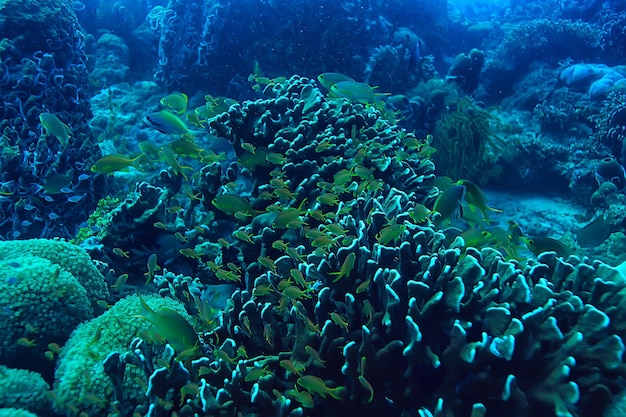 esponja subaquática vida marinha / recife de coral cena subaquática paisagem abstrata do oceano com esponja