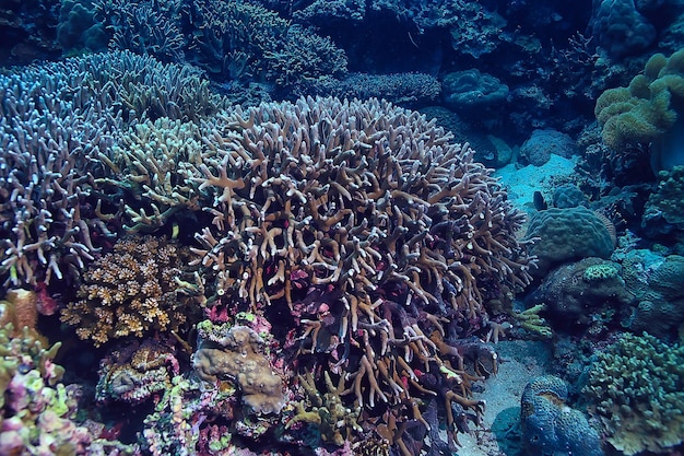 Foto esponja subaquática vida marinha / recife de coral cena subaquática paisagem abstrata do oceano com esponja