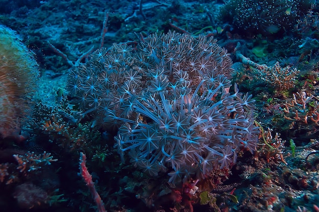 esponja submarina vida marina / arrecife de coral escena submarina paisaje oceánico abstracto con esponja