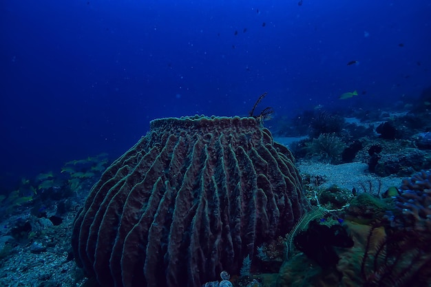 esponja submarina vida marina / arrecife de coral escena submarina paisaje oceánico abstracto con esponja