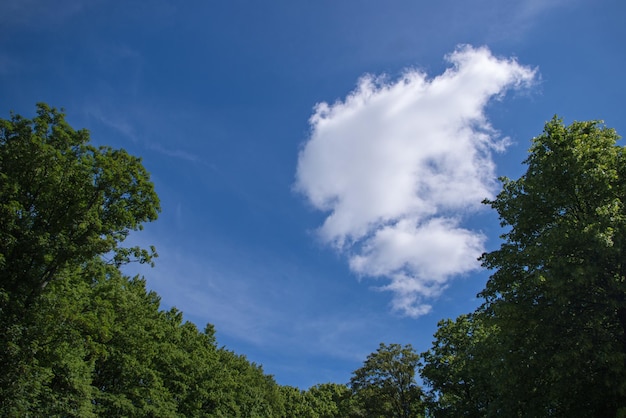 Esponjosa nube blanca sobre fondo de cielo azul enmarcado por gruesas coronas redondeadas de árboles