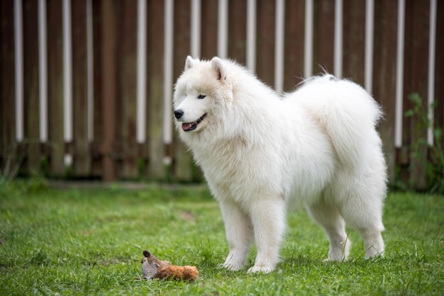 Esponjoso cachorro de Samoyedo blanco está jugando con juguetes
