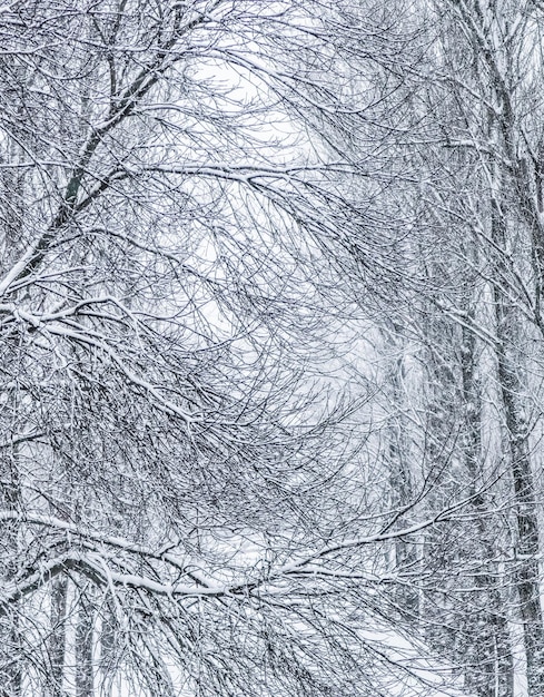 Esponjosos árboles cubiertos de nieve ramas paisaje natural con nieve blanca Nevada en el parque de invierno