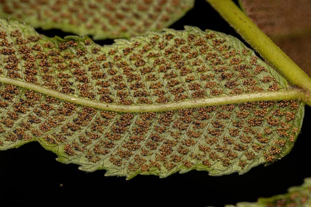 Esporângios nas folhas de uma samambaia