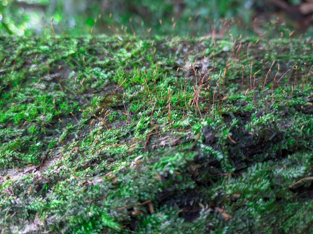 Las esporas de musgo de árbol crecen en los árboles de los bosques tropicales