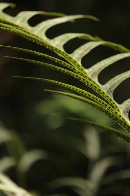 esporas en la planta