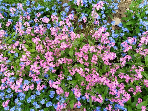 Esquecimentos Myosotis flores rosa azul plantas da família Boraginaceae Esquecimentos ou gramíneas de escorpião Myosotis alpestris flores para decorar gramados e canteiros de flores Paisagem do jardim