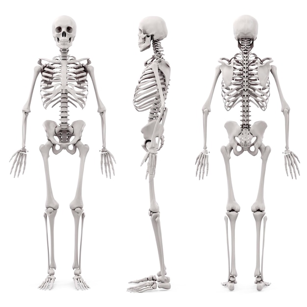 esqueleto 3D humano no fundo branco