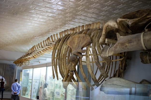 Esqueleto de una ballena antigua en el museo