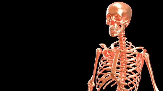 El esqueleto de cobre en fondo negro para la educación o el concepto de ciencia 3d renderingxA