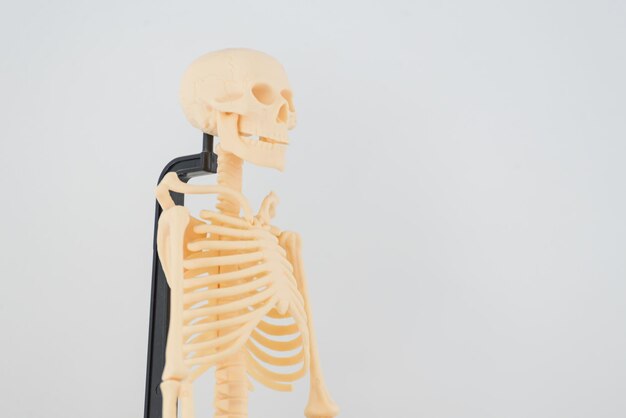 esqueleto del cuerpo humano para su estudio