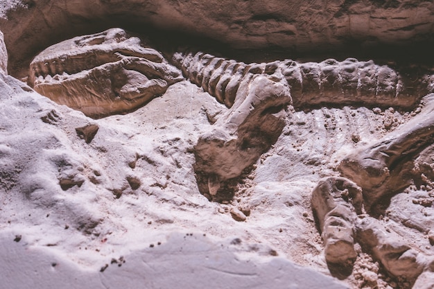 Foto esqueleto de dinossauro. tyrannosaurus rex simulador fóssil em pedra de chão.
