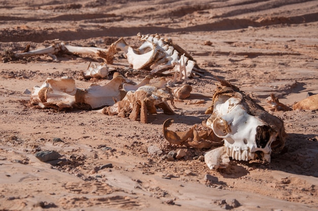 Esqueleto de um camelo no deserto.